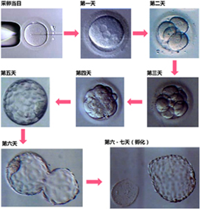 胚胎形成图