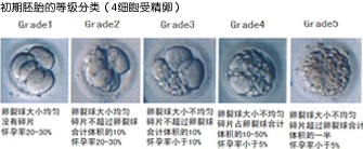 初期胚胎的等级分类